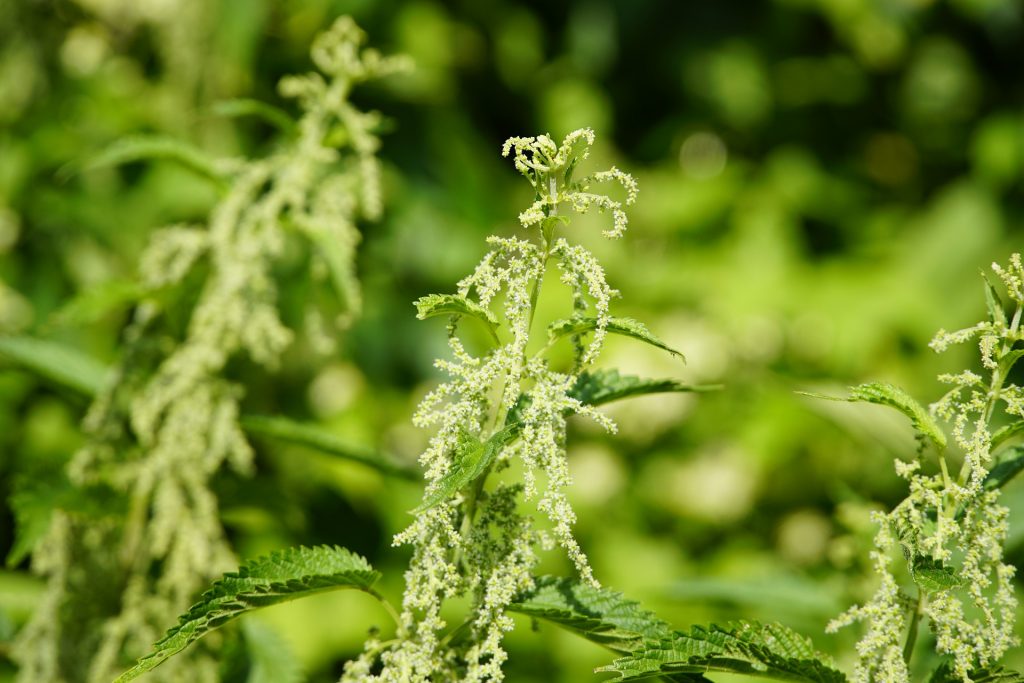 Nettle - one of the most underrated wonders of the nature